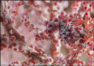 Pygmy sea horse 60mm D300 by Giroudon Jean-Pierre 